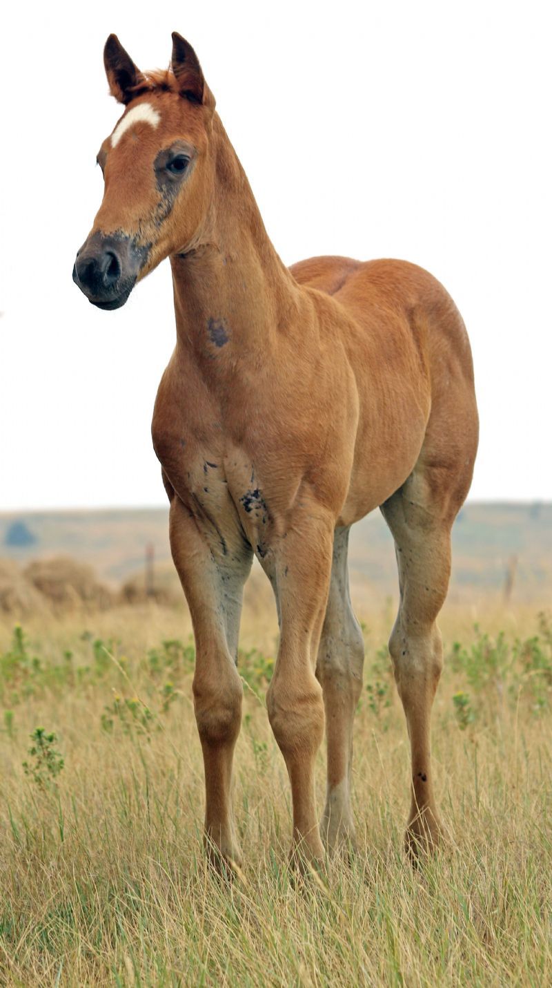 036 - Whatta Fancy Frost colt